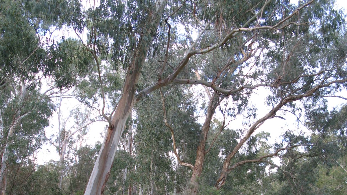 Donvale, Victoria — in the service area for gutter cleaning